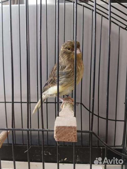 Кенара и Канарейки