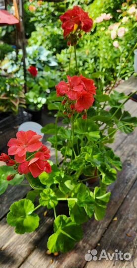 Пеларгония герань