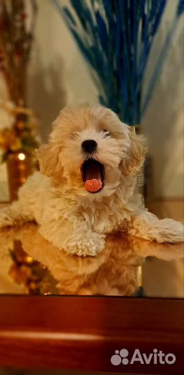 Щенки мальтипу f1 мини