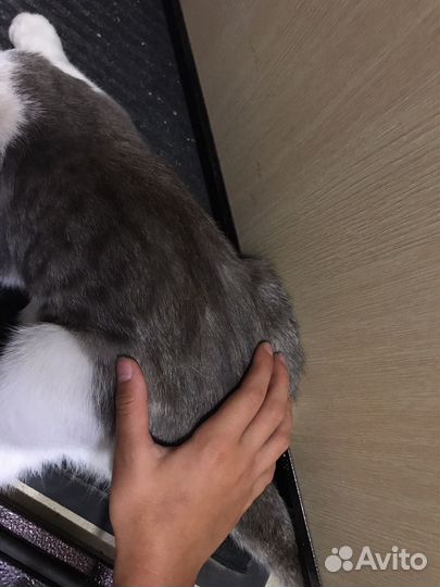 Кот в добрые руки