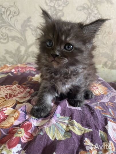 Котята мейн-кун