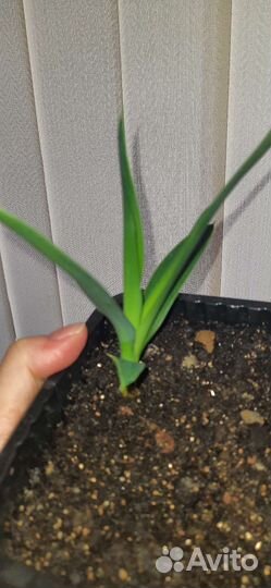 Пальма юкка