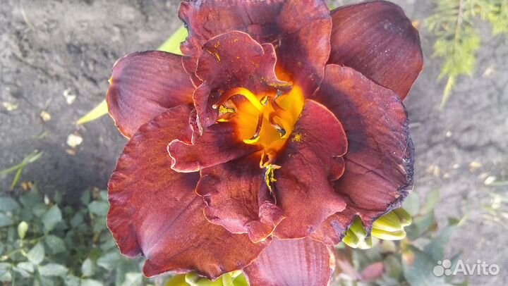 Лилейники сортовые