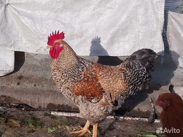 Петухи и куры