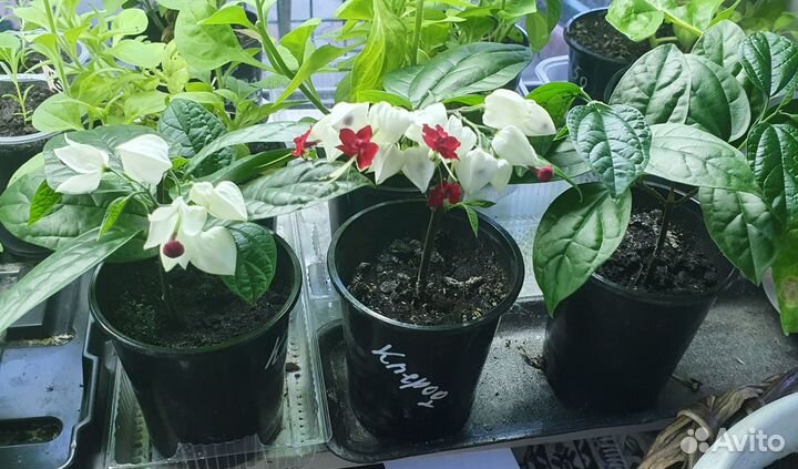 Клеродендрум черенки