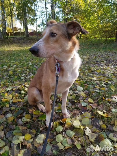 Рыжая собака