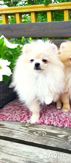 Померанский шпиц мальчик мини