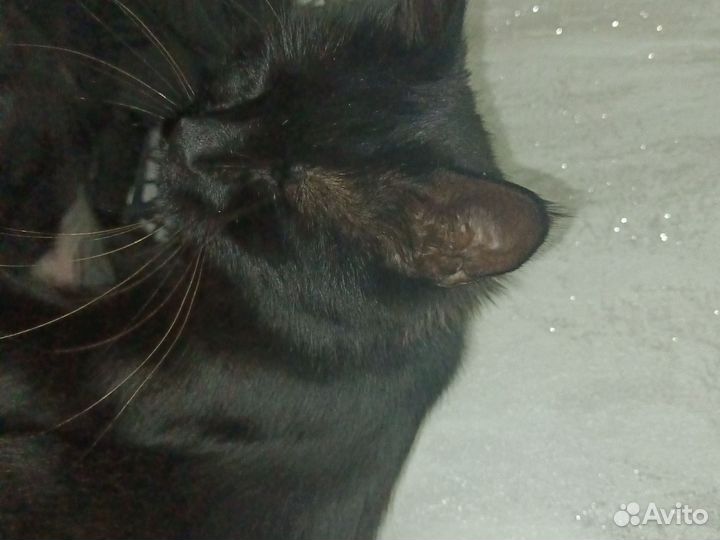 Даром кошку