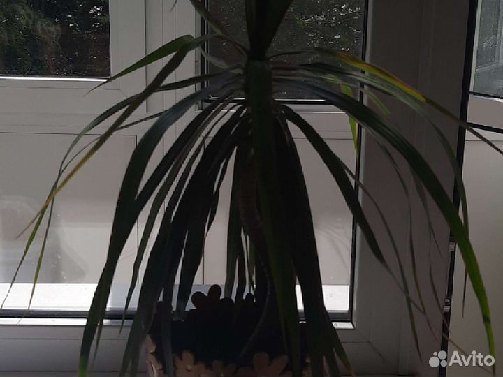Пальма драцена