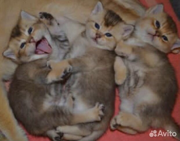 Золотые солнечные котята