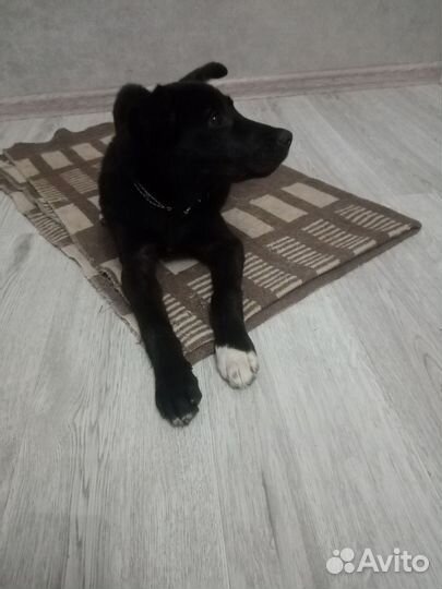 Щенок в добрые руки