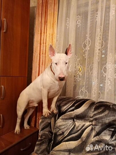 Бультерьер