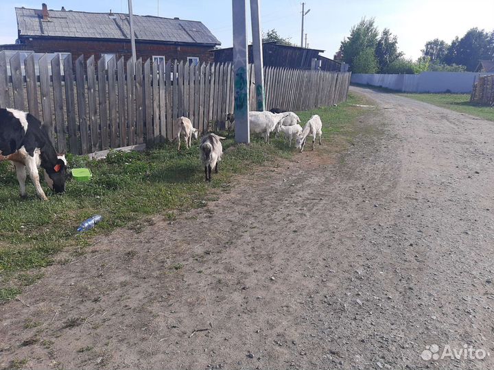 Коровы, козы, телята