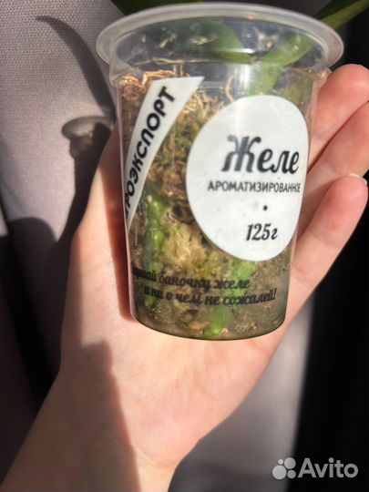 Орхидея белая бабочка