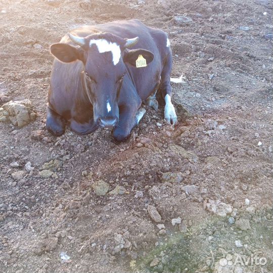 Телки стельные