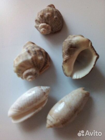 Ракушки для аквариума