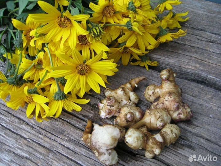 Топинамбур