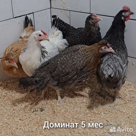 Куры несушки