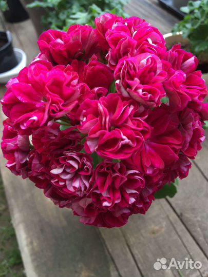 Пеларгония герань