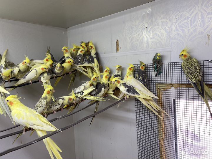 Корелла(Читайте обьявление)