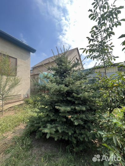 Туи, ели, самшиты