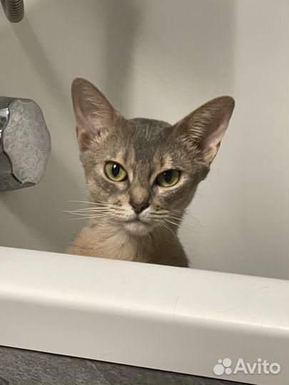 Абиссинская кошка в добрые руки