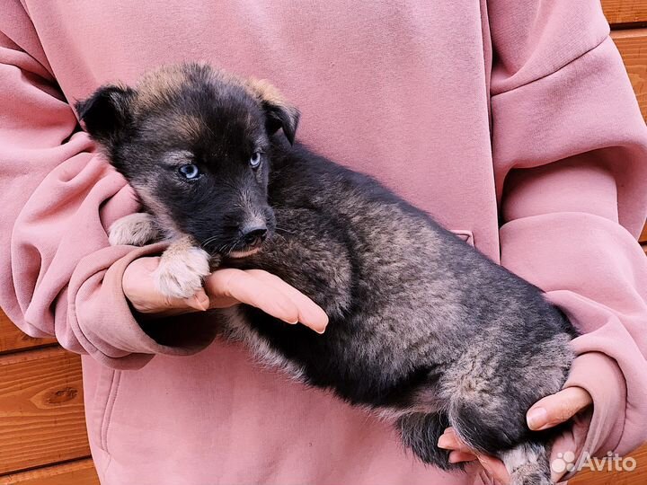 Щенок бесплатно