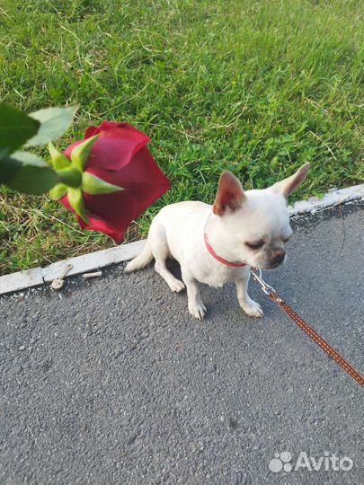 Вязка мини белого чихуахуа