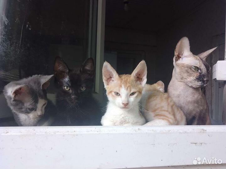 Котята (полукровки сфинкса) отдам