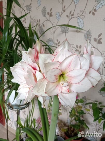 Комнатные цветы