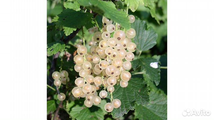 Саженцы смородины:чёрная, красная, белая