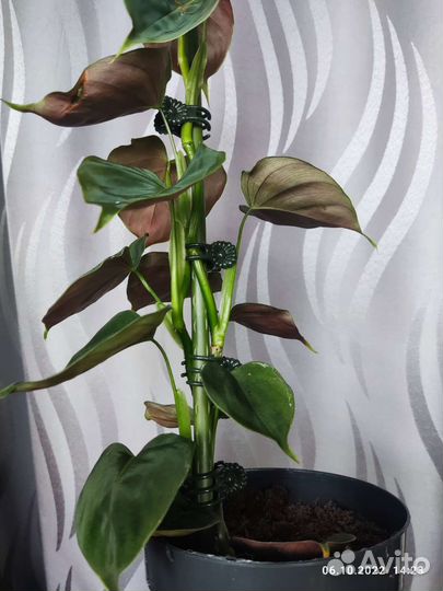 Филодендрон люпинум