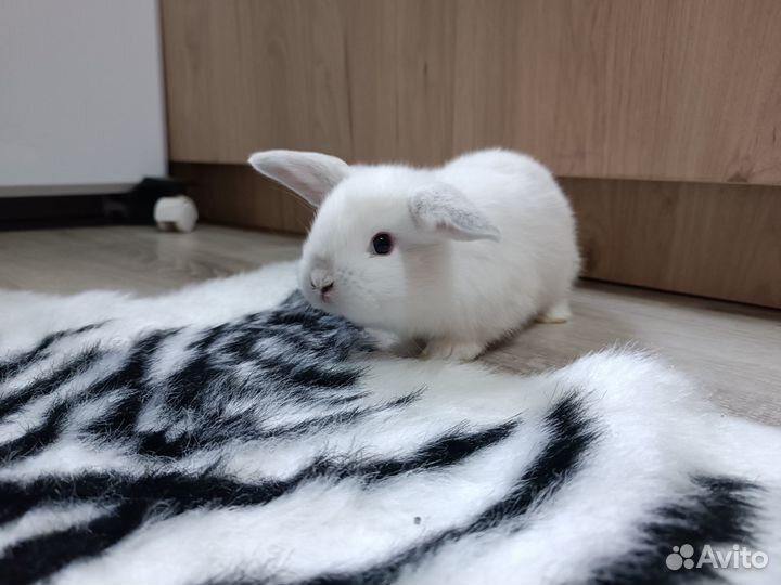 Вислоухие мини крольчата