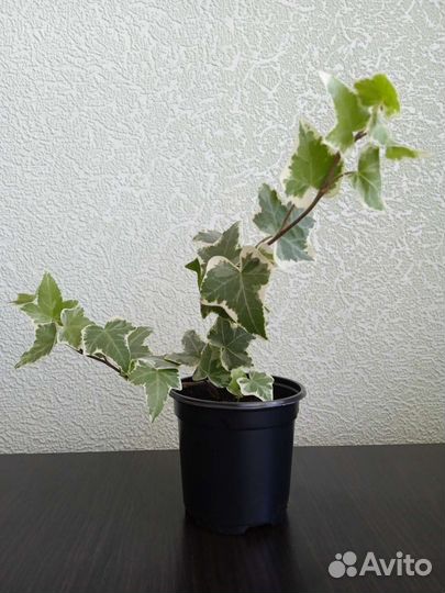 Плющ и монстера-манки