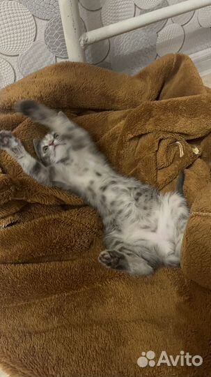 Котенок девочка бесплатно
