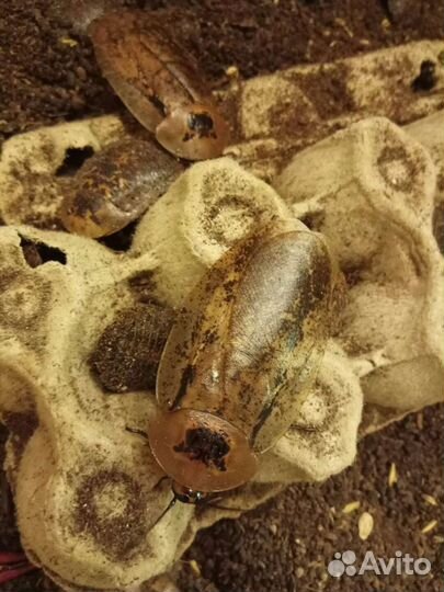 Тараканы Archimandrita tessellata/Blaptica dubia