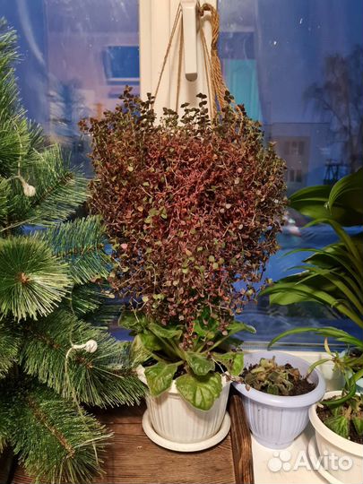 Домашнее растение, 2 вида