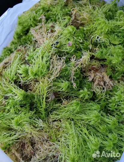 Мох сфагнум, живой