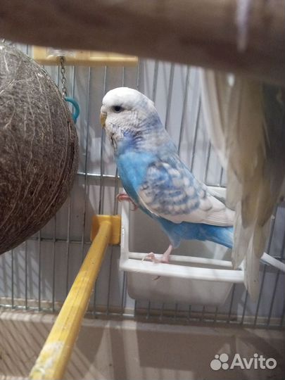 Попугаи ввп чехи