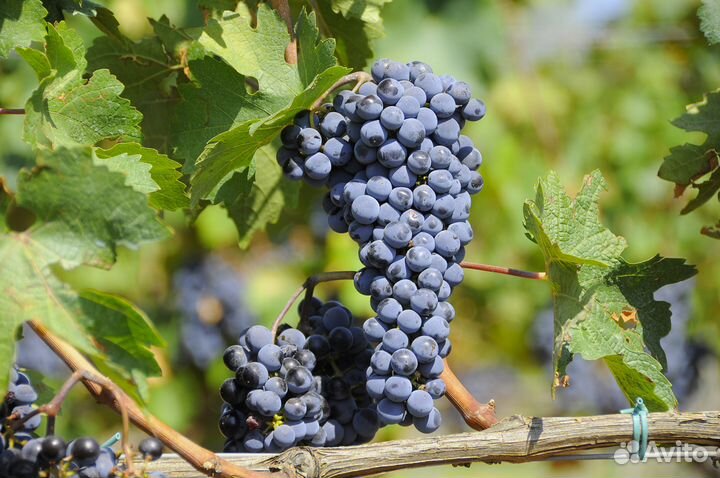 Саженцы -винограда