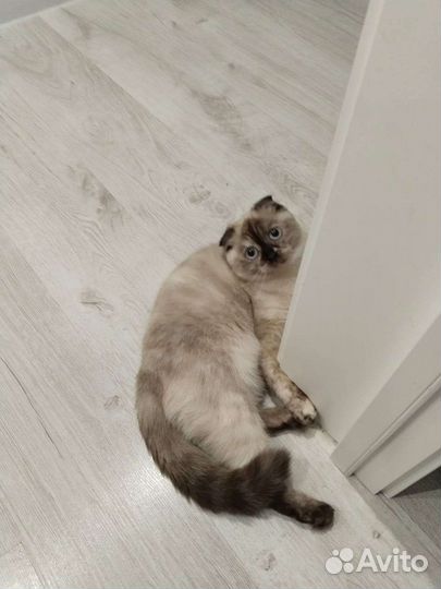 Шотландский вислоухий котенок (девочка)
