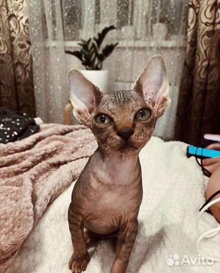 Канадский сфинкс