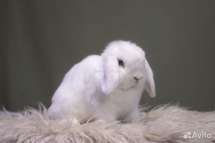 Байкал, минилоп, белый голубоглазый, мальчик