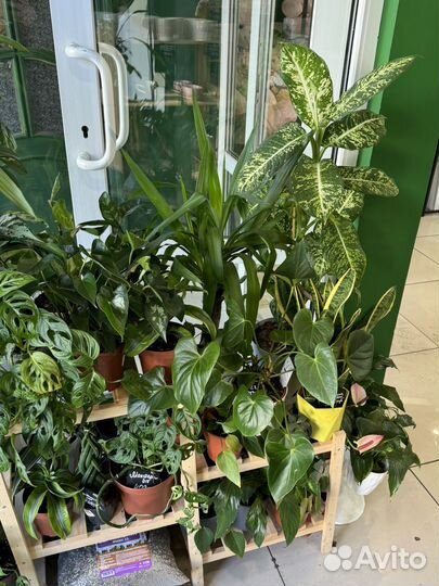 Комнатные цветы