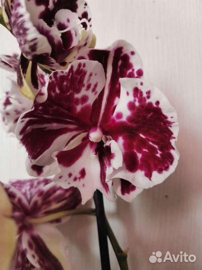 Орхидея фаленопсис биг лип