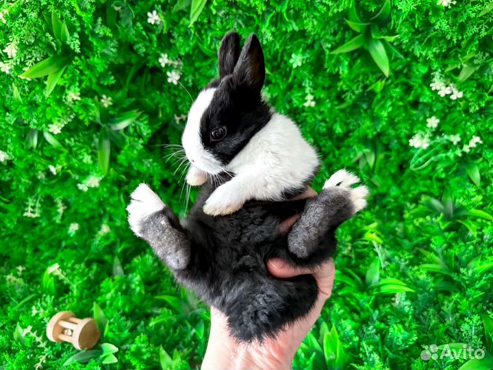 Карликовый кролик королевский редкий