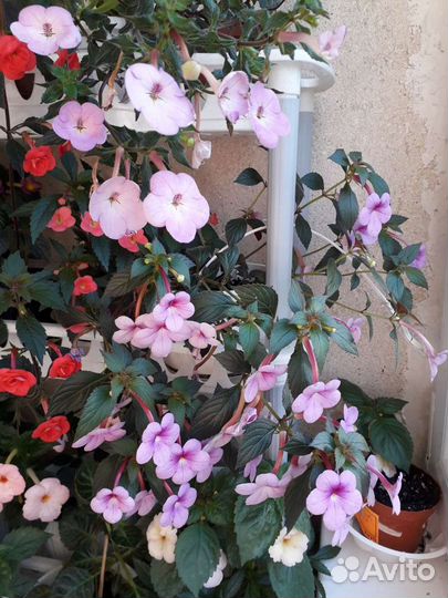 Ахименесы сортовые