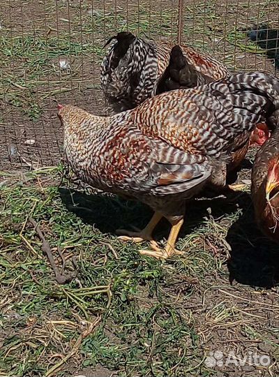 Куры Билефельдеры