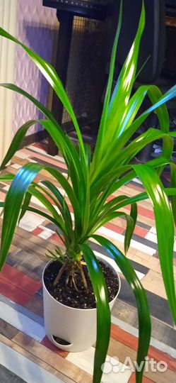 Винтовая пальма - панданус