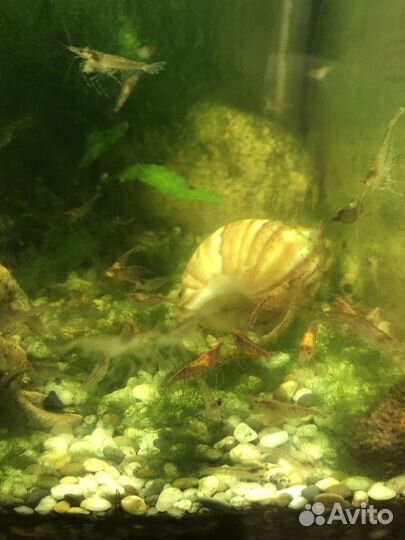 Улитки аквариумные, креветки, гуппи